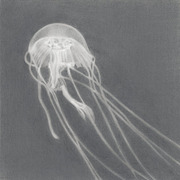Jellyfish7