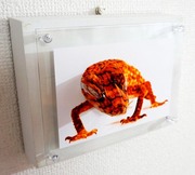3D photo Lizard